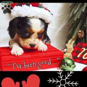 Mistletoe, Cavalier King Charles Spaniel Puppy